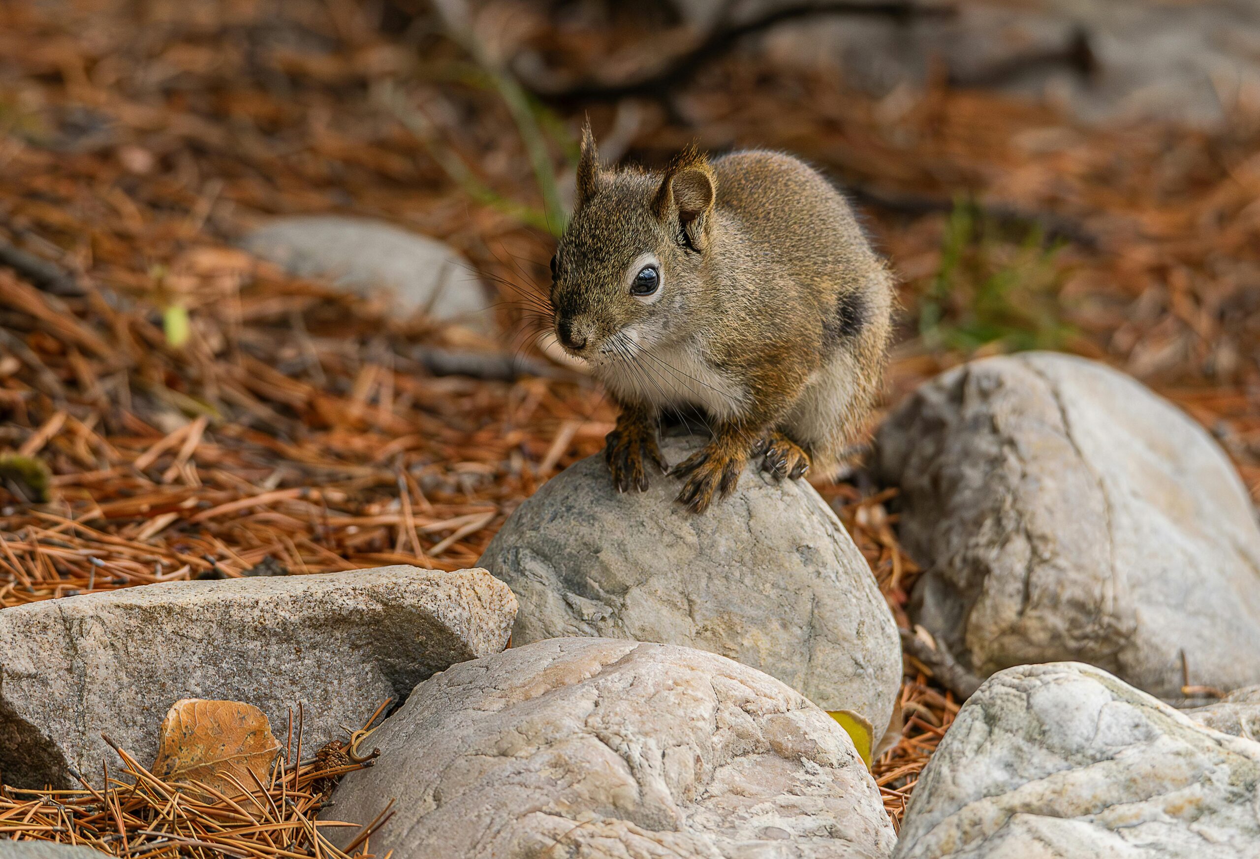 Cute squirrel safely perched on a rock surrounded by nature, creating a serene wildlife scene.