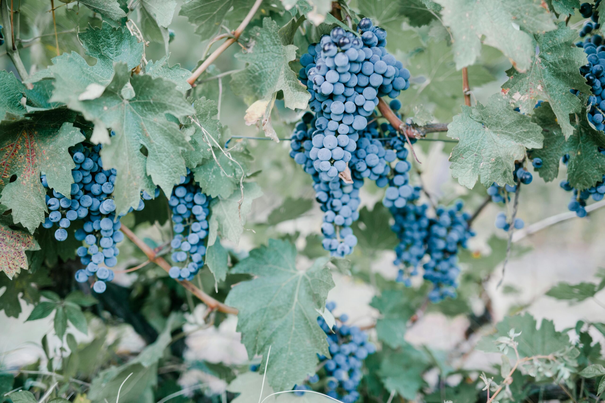 Lush blue grapes hanging from vines in a Georgian vineyard, ready for harvest.
